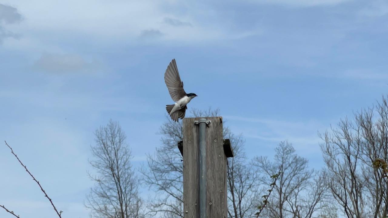 A tree swallow midflight, preparing to land on a tall wooden post. The sky is blue and the trees in the background are without leaves.